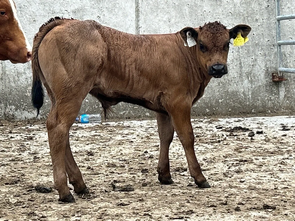 Super u grade limousin bull calf - Image 2