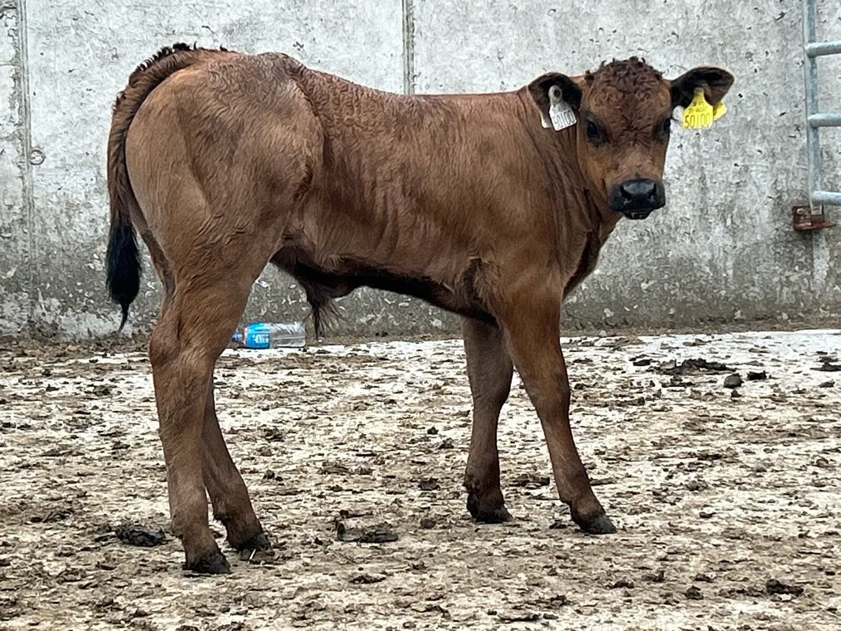 Super u grade limousin bull calf - Image 3