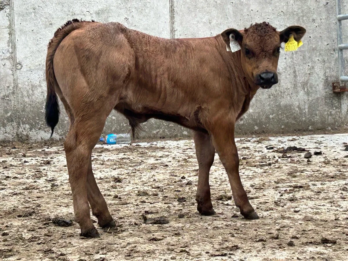 Super u grade limousin bull calf - Image 4