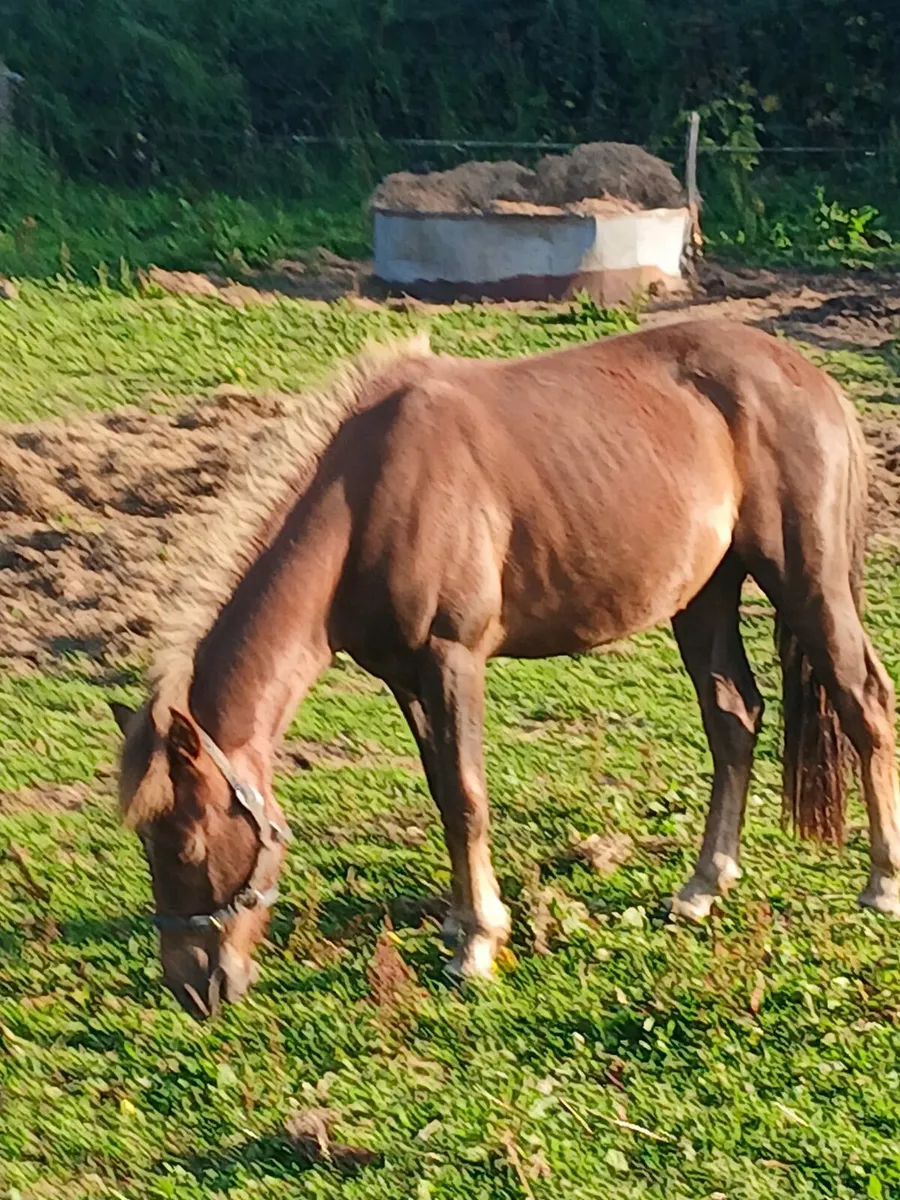 12hh driving and riding pony....gelding - Image 1