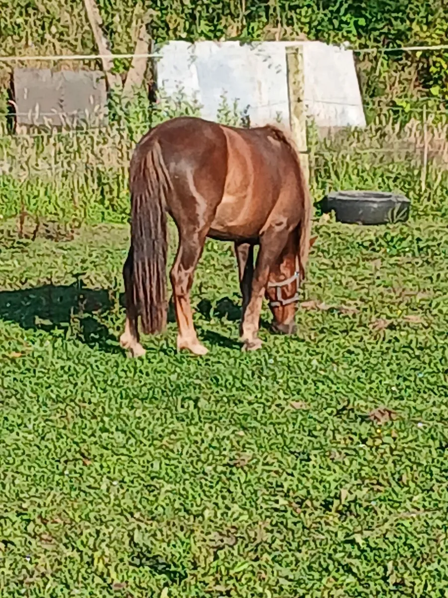 12hh driving and riding pony....gelding - Image 2