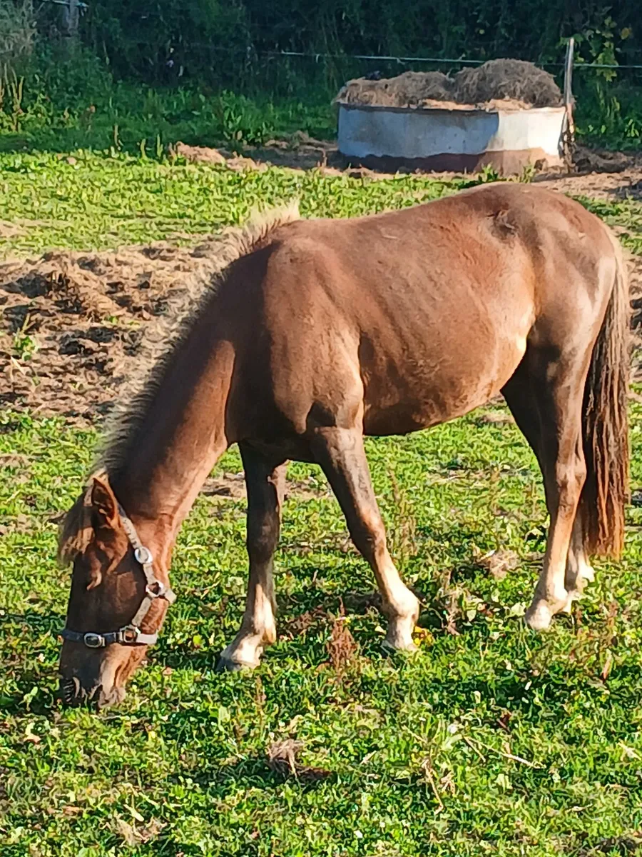 12hh driving and riding pony....gelding - Image 3