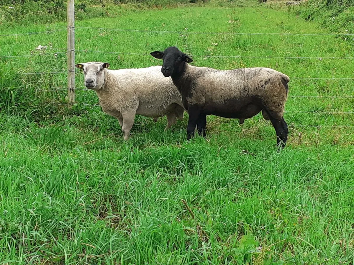 Sufffolk and charlas rams - Image 2