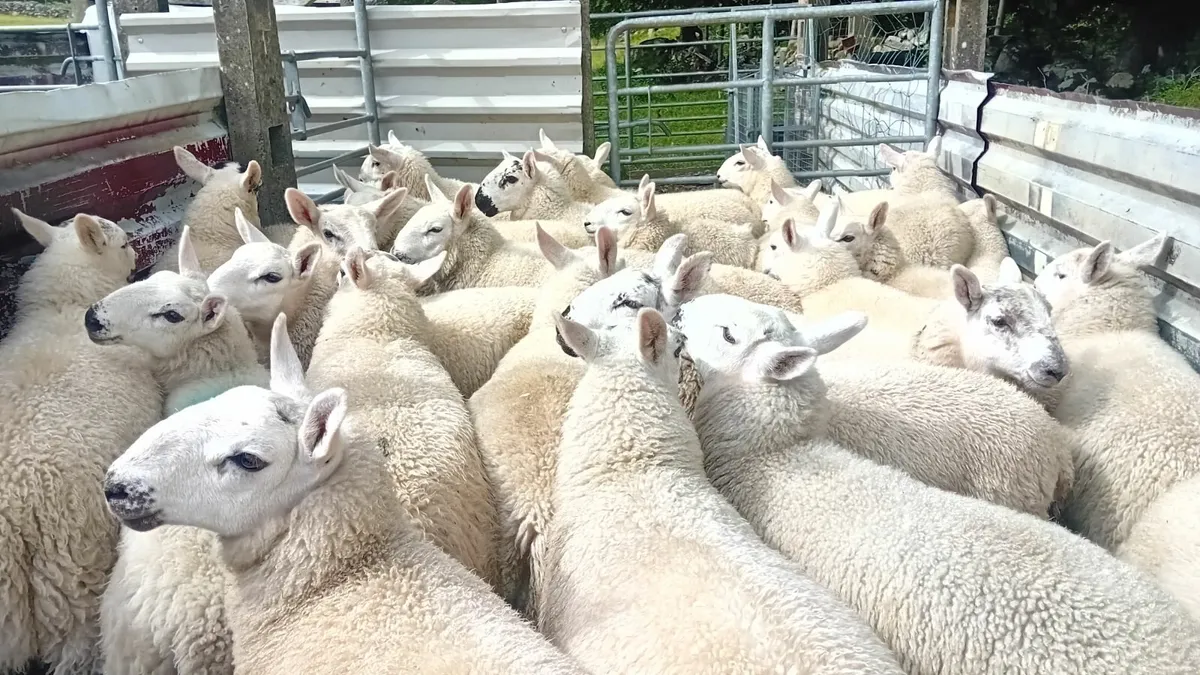 Store lamb sale, Saturday Morning, Carnaross Mart - Image 1