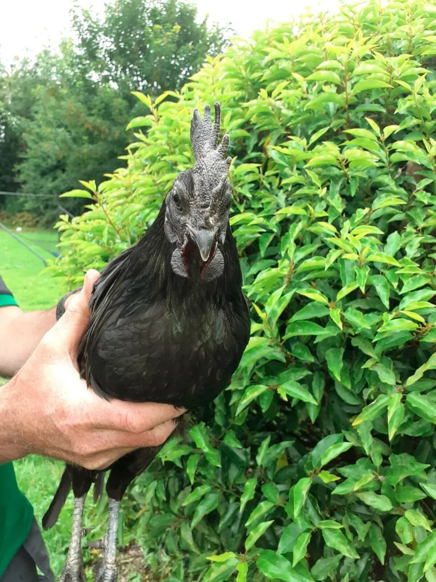 Ayam cemani - Image 3