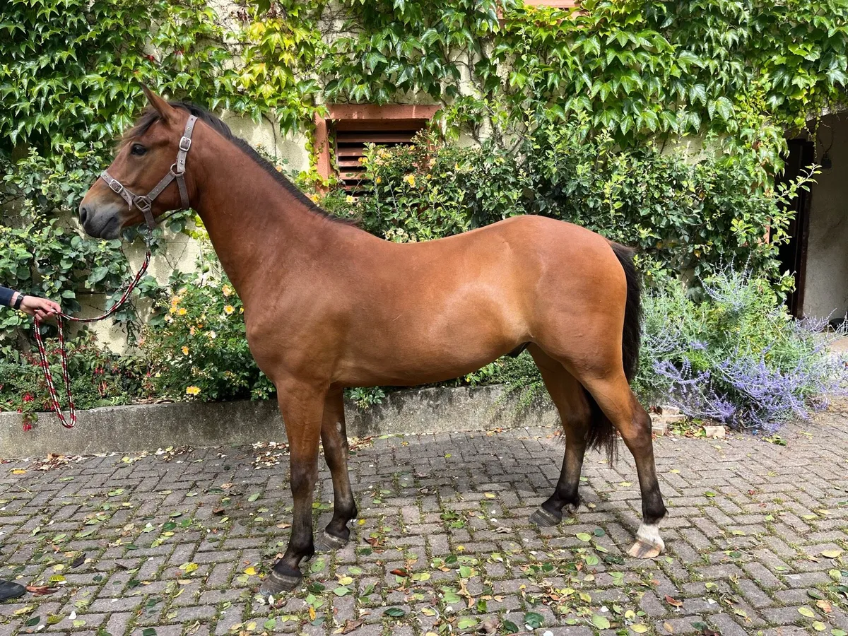 3 year old Connemara unbroken and well handled - Image 1