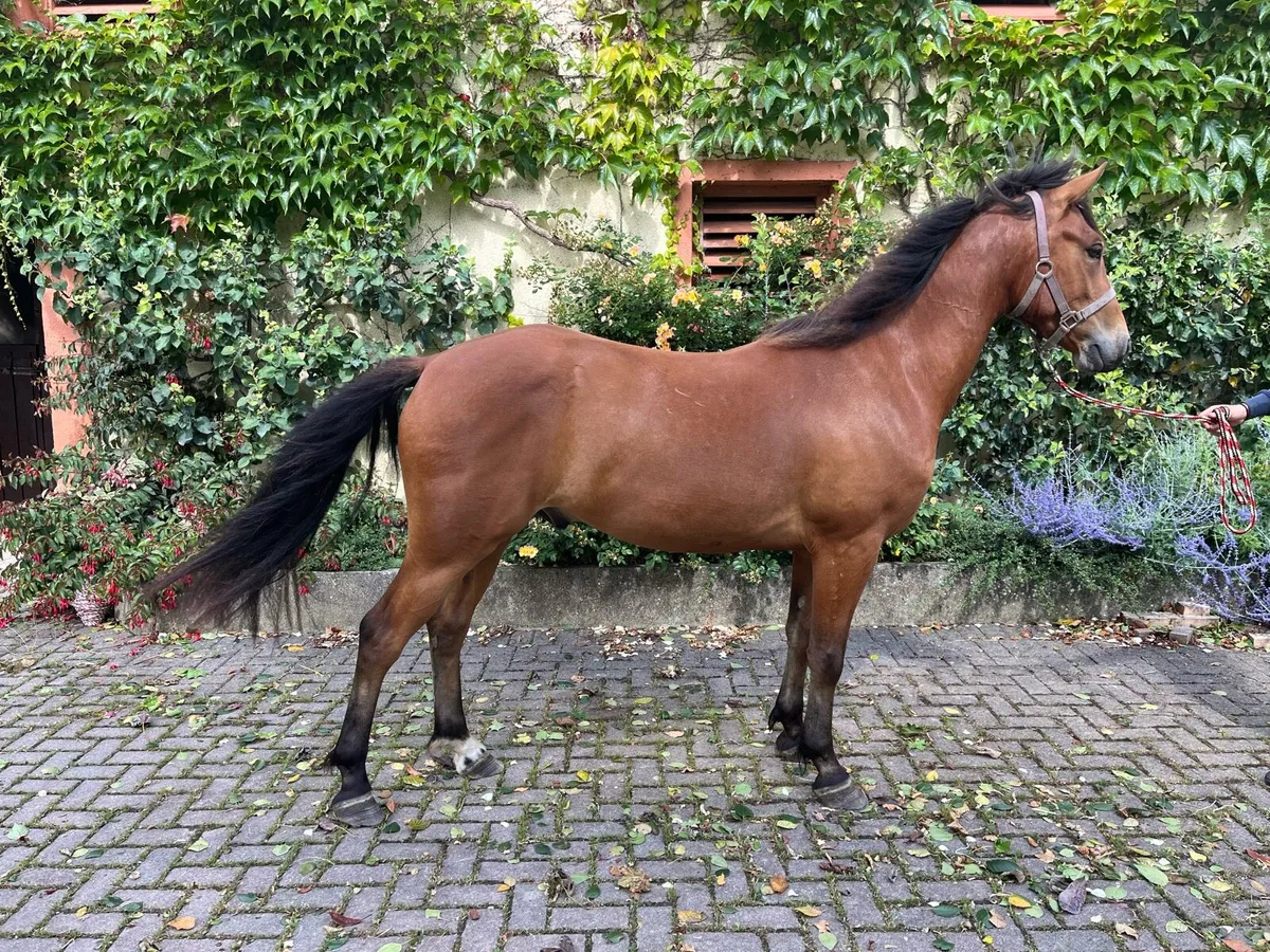 3 year old Connemara unbroken and well handled - Image 2