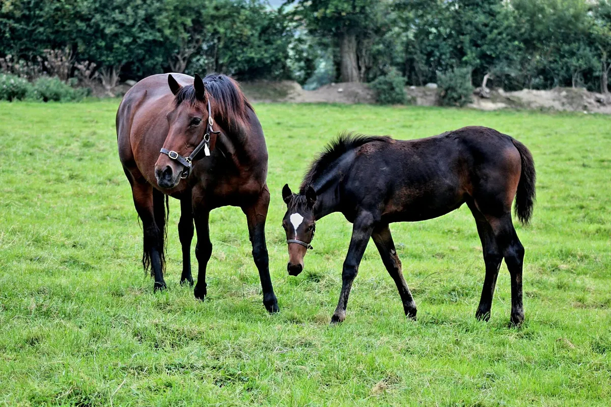 Future Trend mare - Image 2