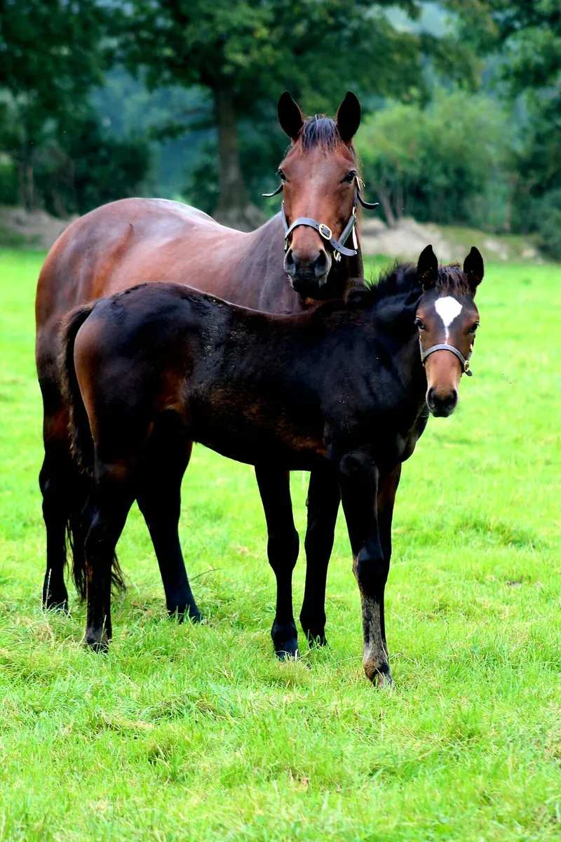 Future Trend mare - Image 1