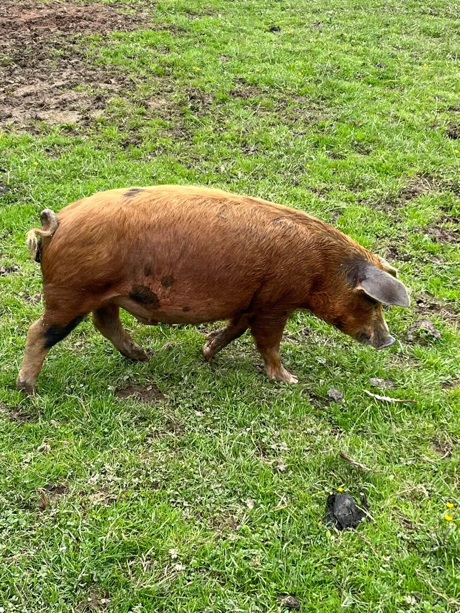 Organic Fat Pigs - Image 1