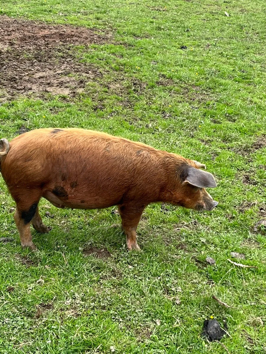 Organic Fat Pigs - Image 2