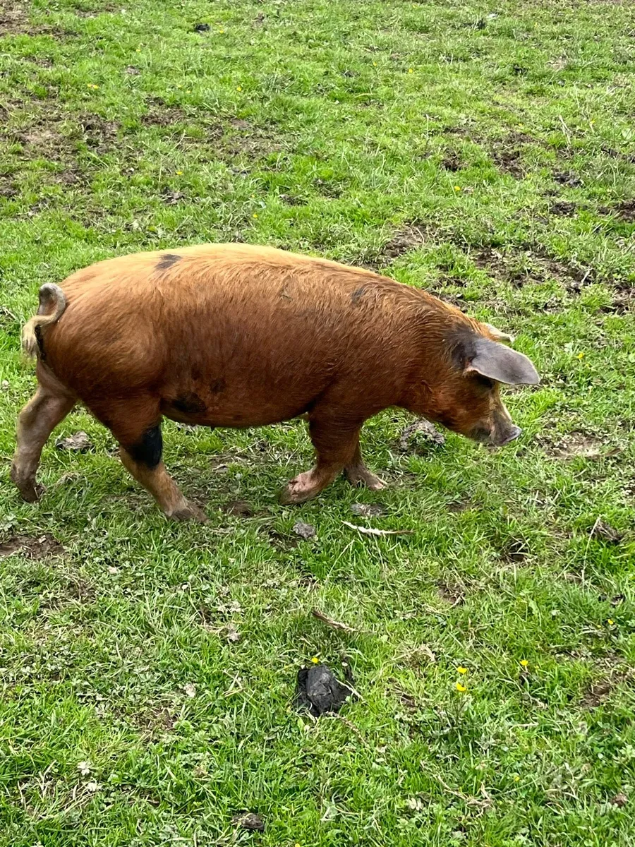 Organic Fat Pigs - Image 3