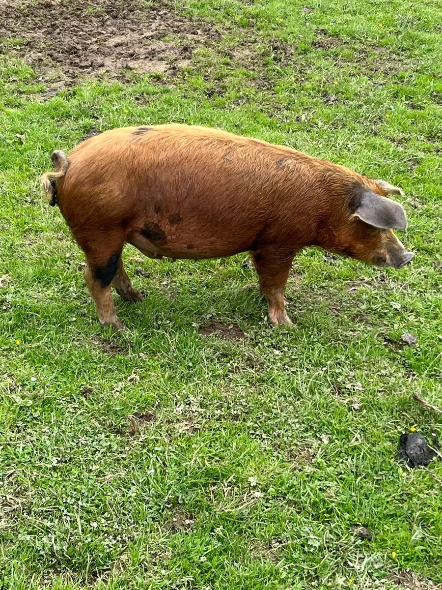 Organic Fat Pigs - Image 4