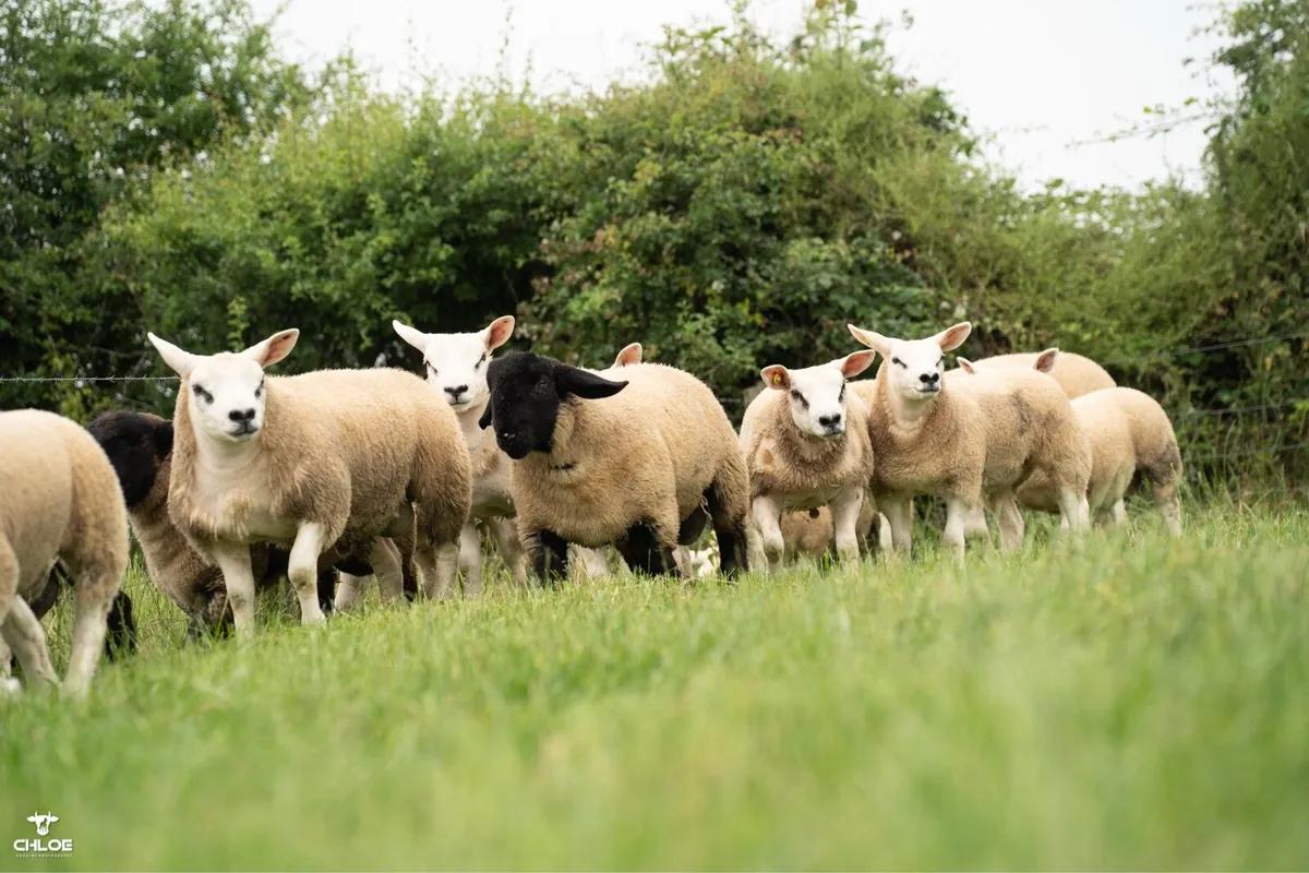 SIS Rams !!! - Image 4