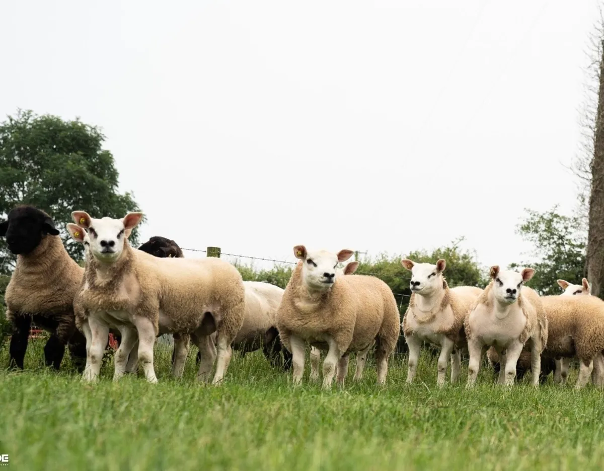 SIS Rams !!! - Image 1