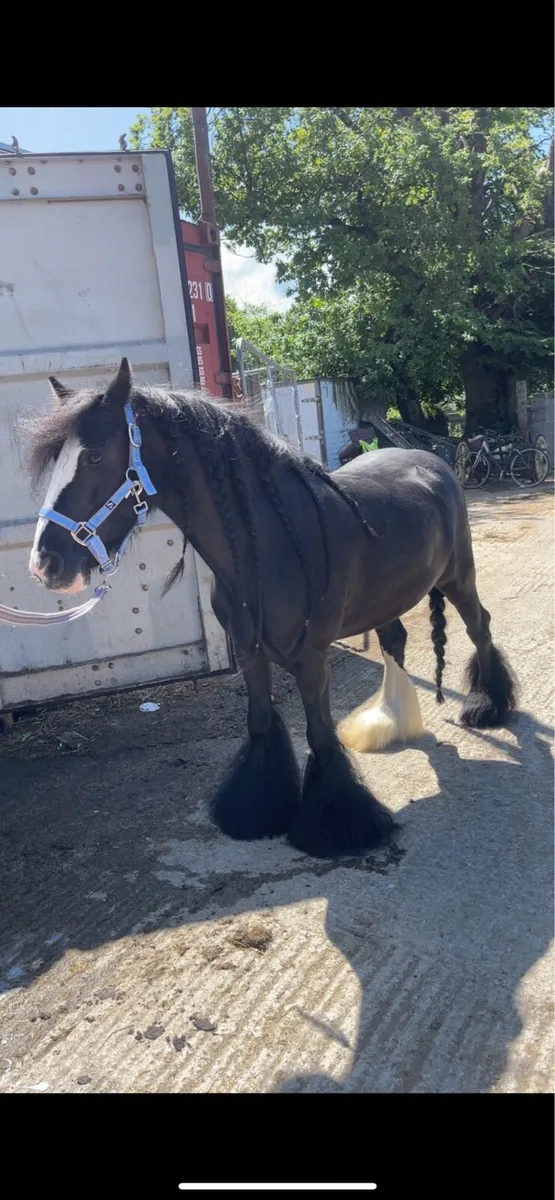 5 year old filly - Image 1