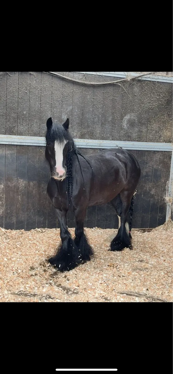 5 year old filly - Image 2