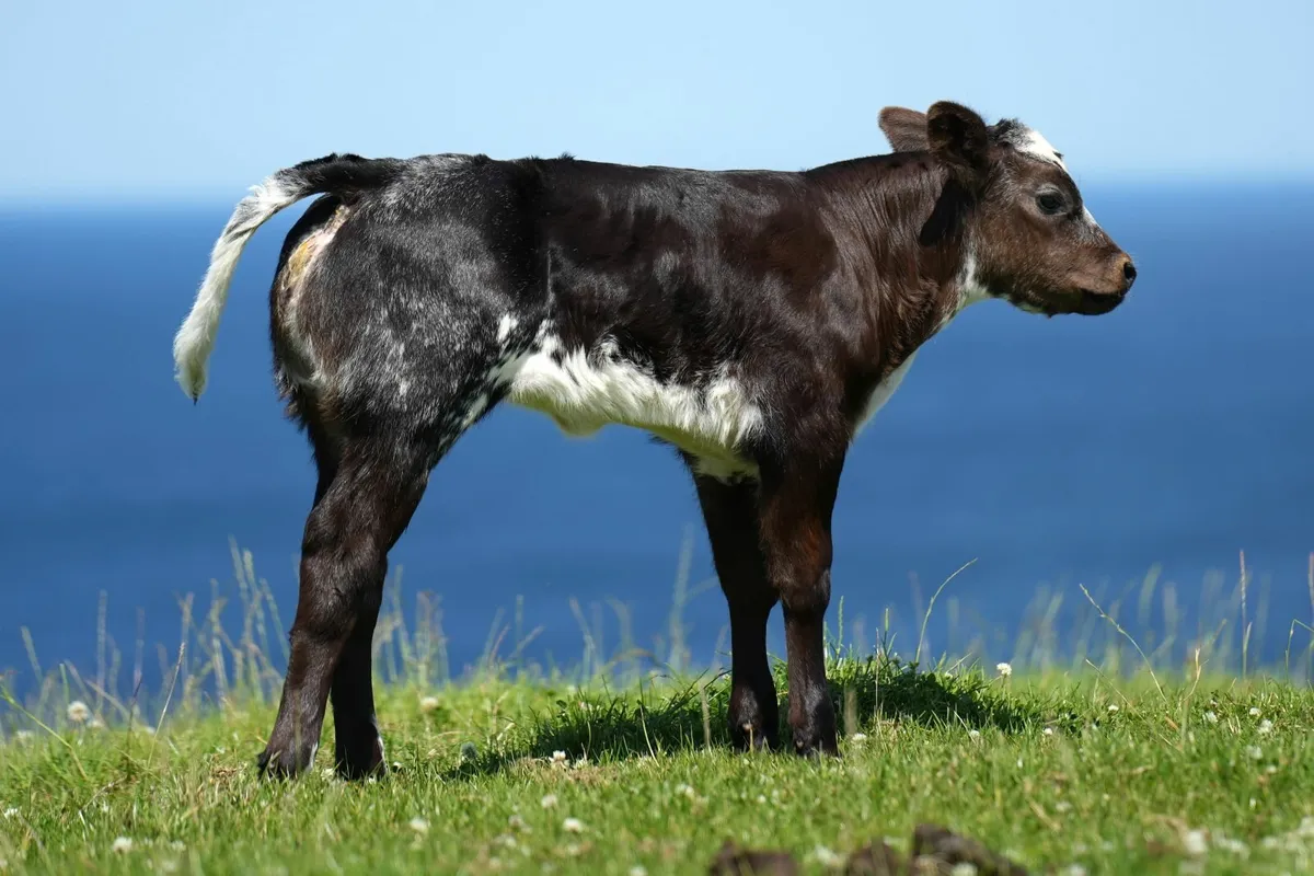3 Super Outfits & Blue Calves - Image 3