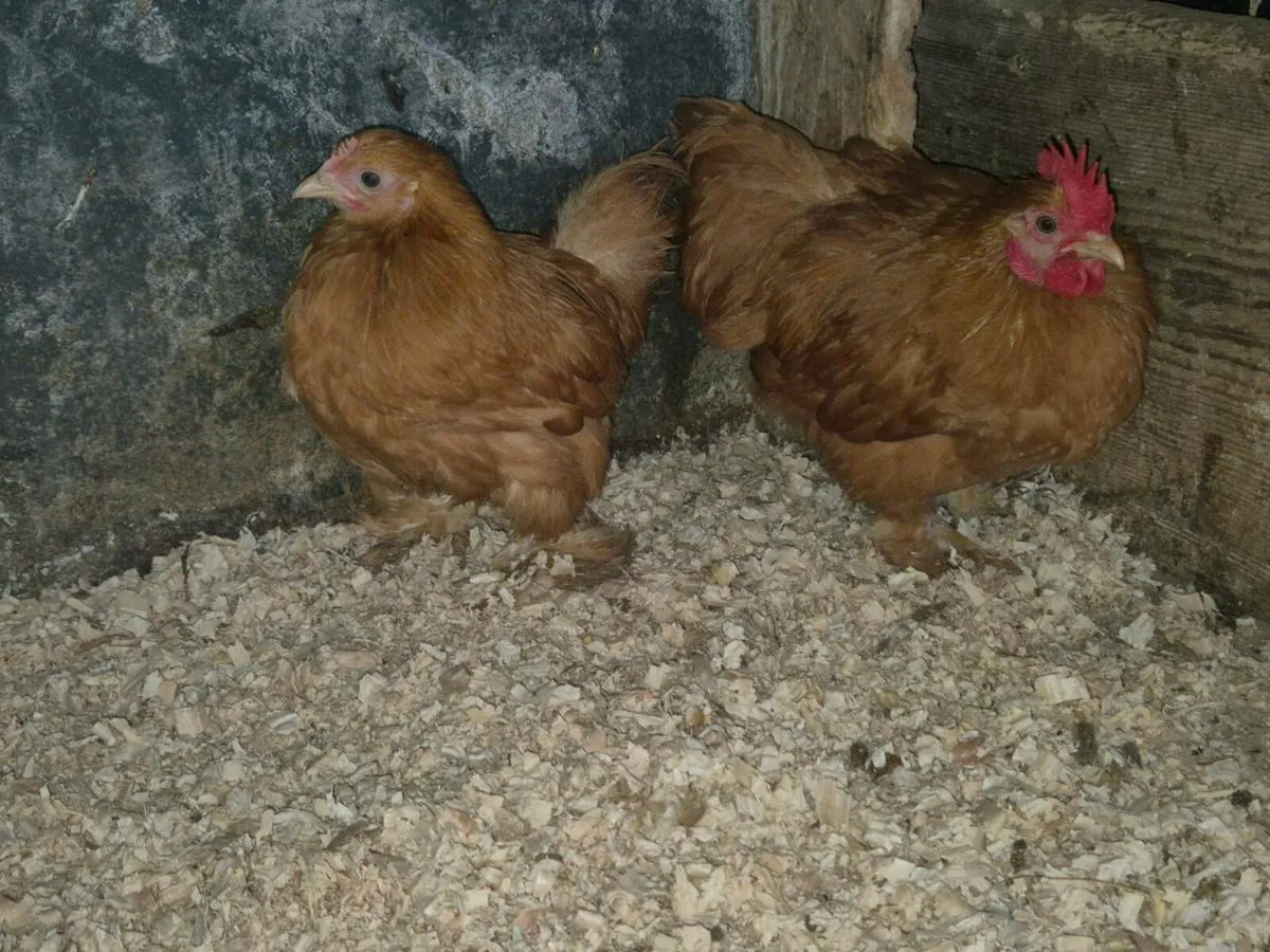 pb banthams, ducks,layers,pygmy goats - Image 1