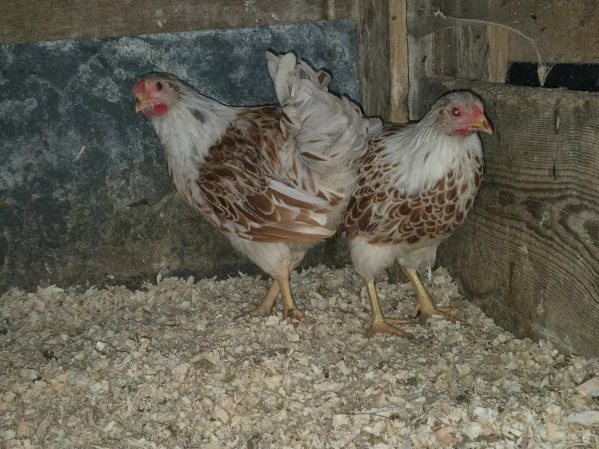 pb banthams, ducks,layers,pygmy goats - Image 2