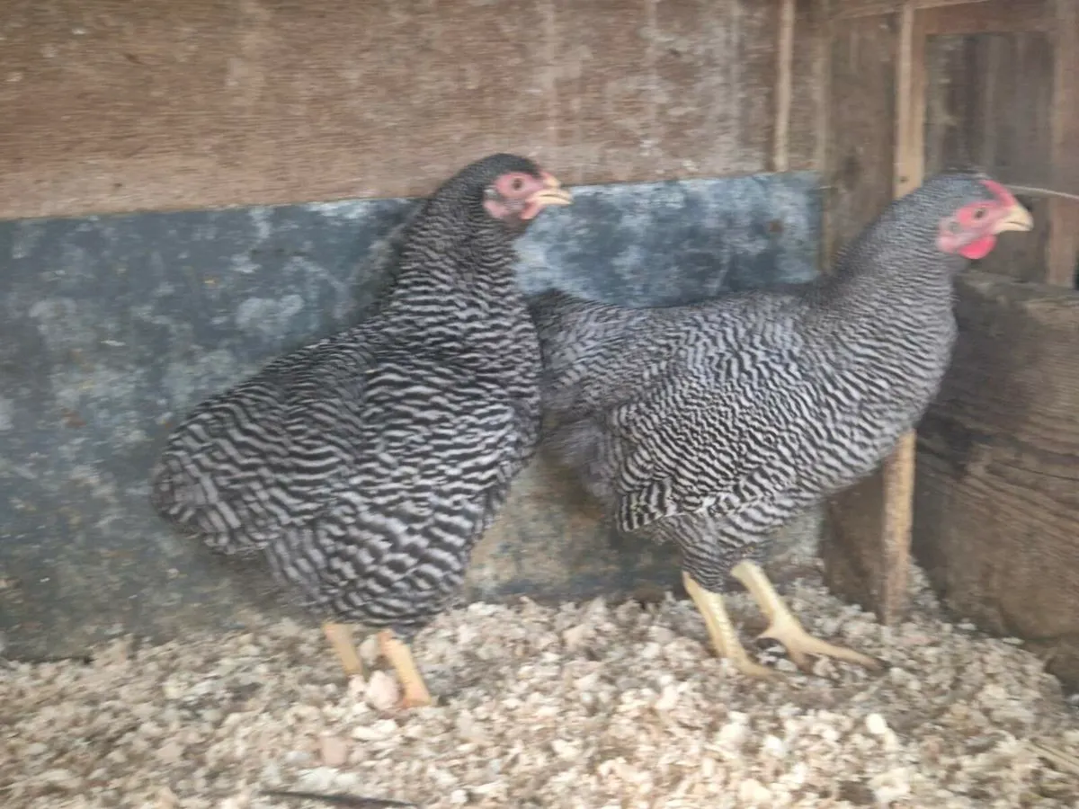 pb banthams, ducks,layers,pygmy goats - Image 3