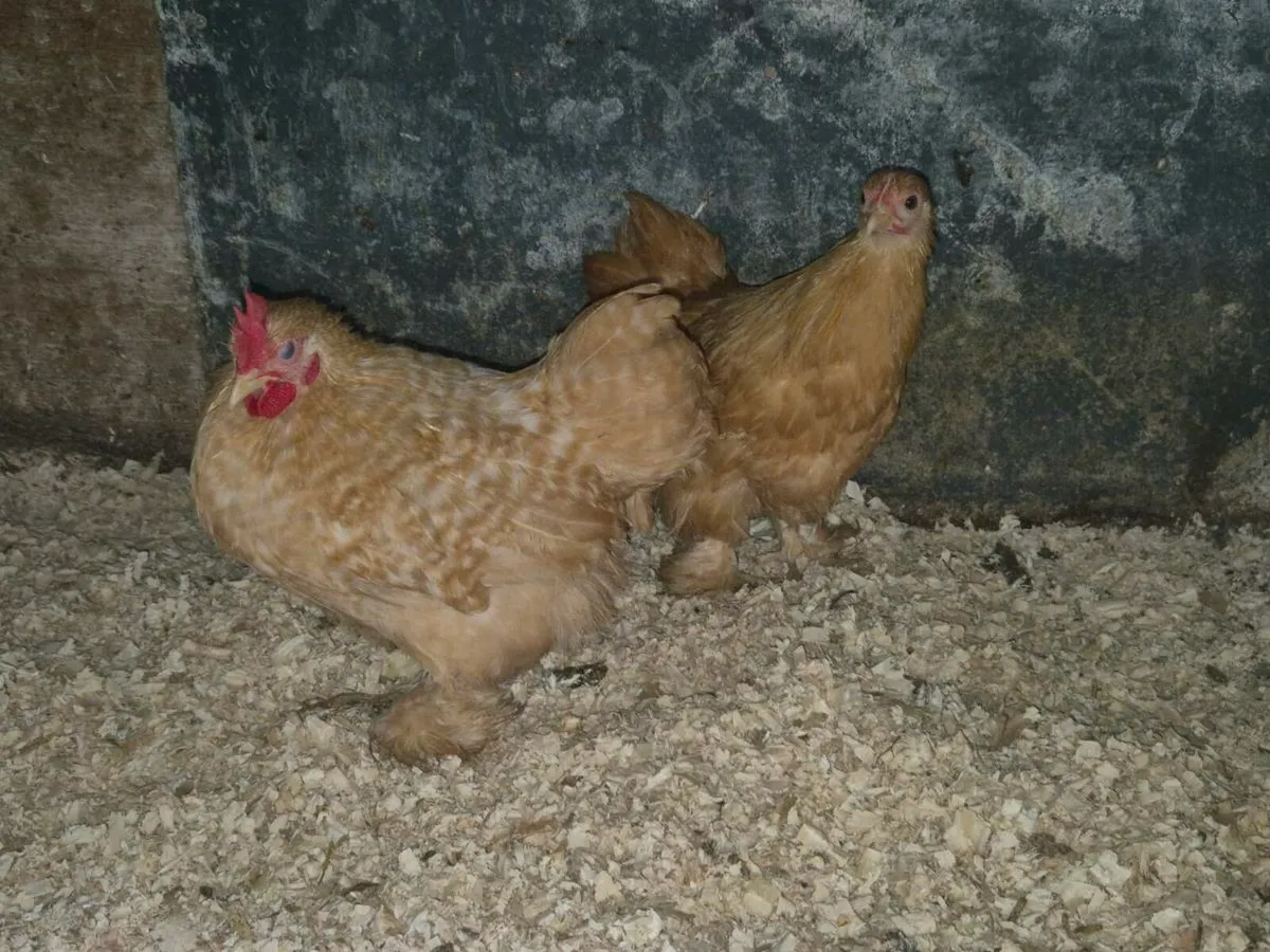 pb banthams, ducks,layers,pygmy goats - Image 4