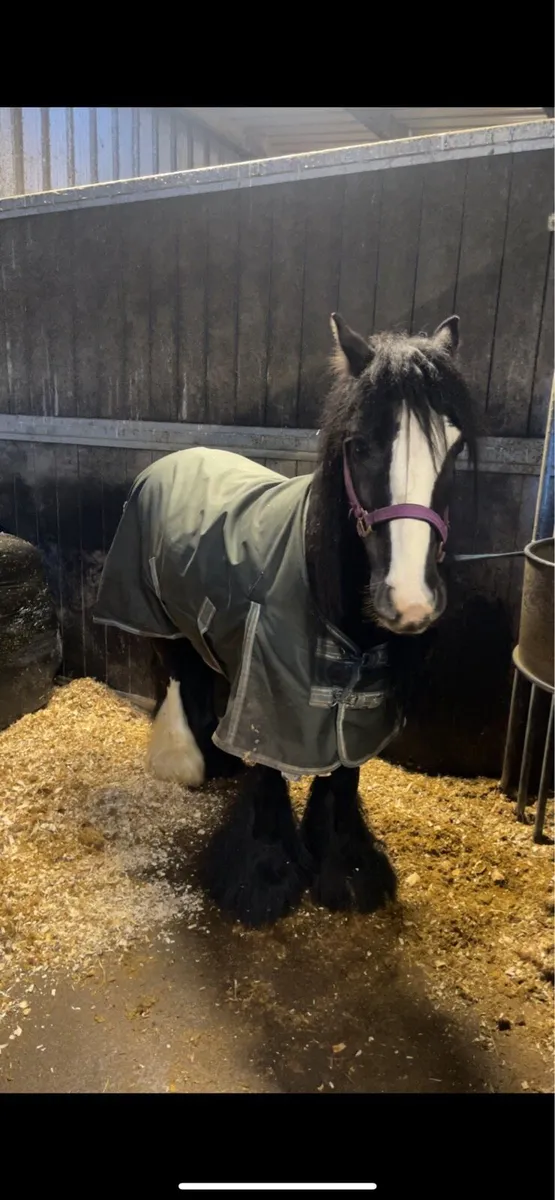 5 year old filly - Image 3