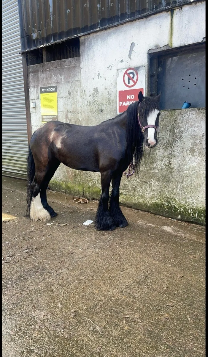 5 year old filly - Image 4