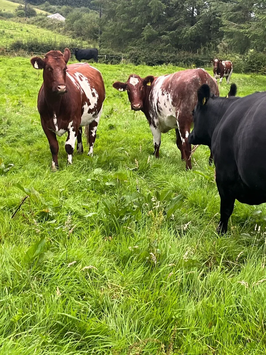 Maiden Heifers - Image 1