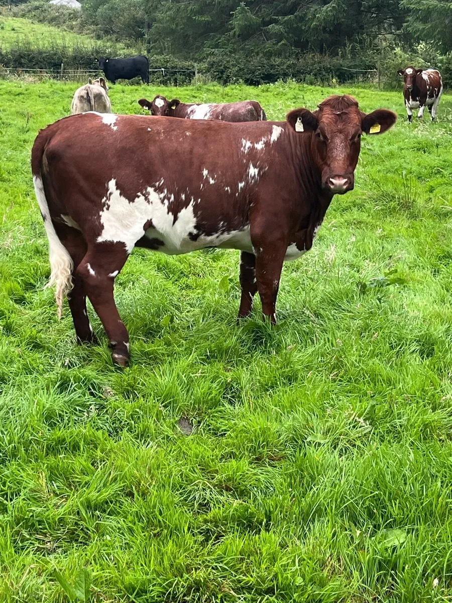 Maiden Heifers - Image 2