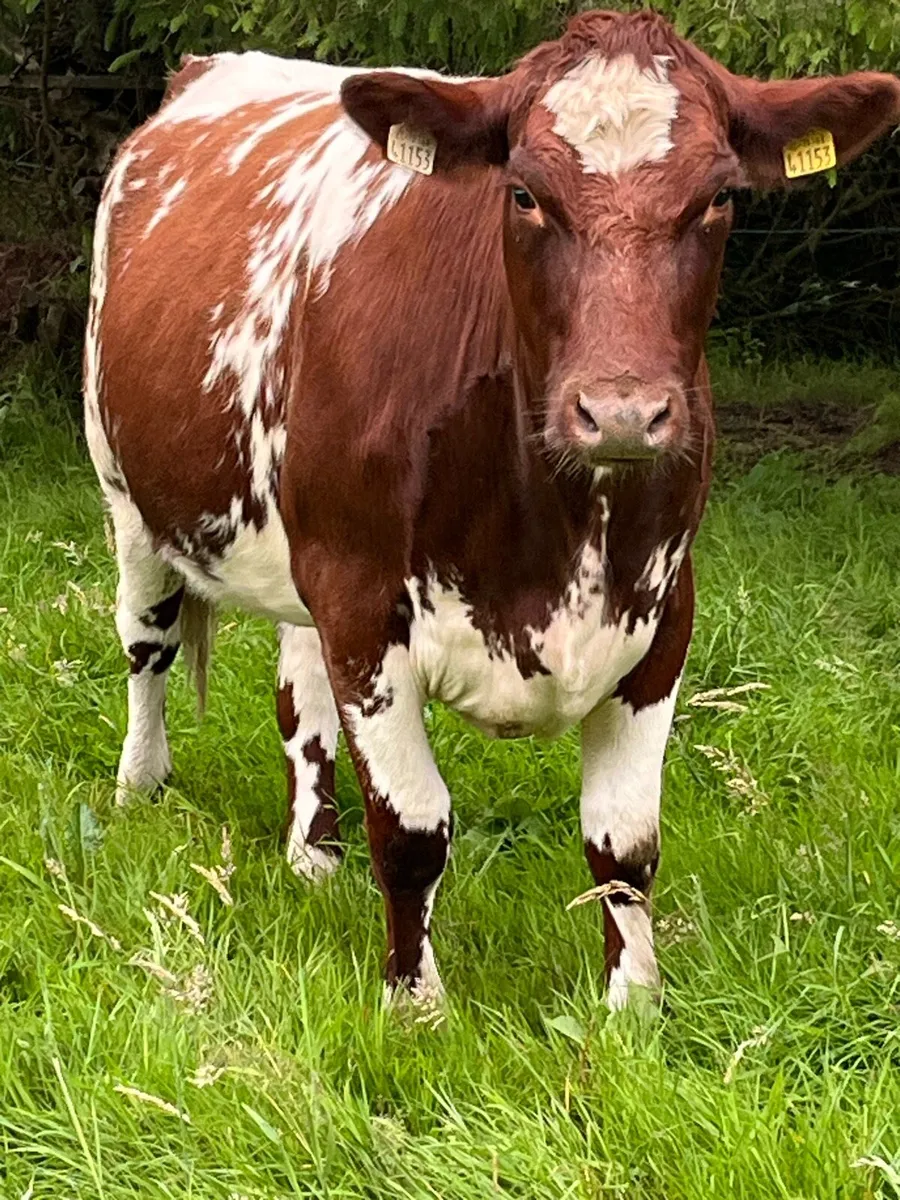 Maiden Heifers - Image 3