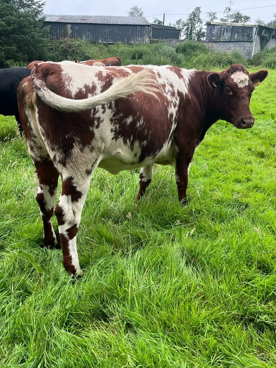 Maiden Heifers - Image 4