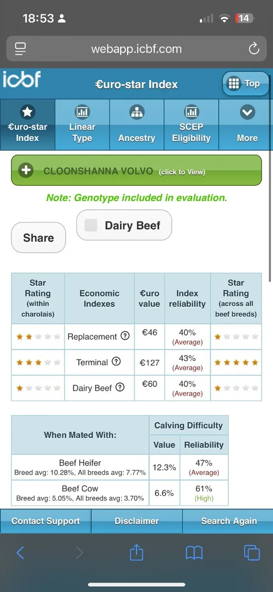 Pedigree Charolais Bull - 5 star - Image 4