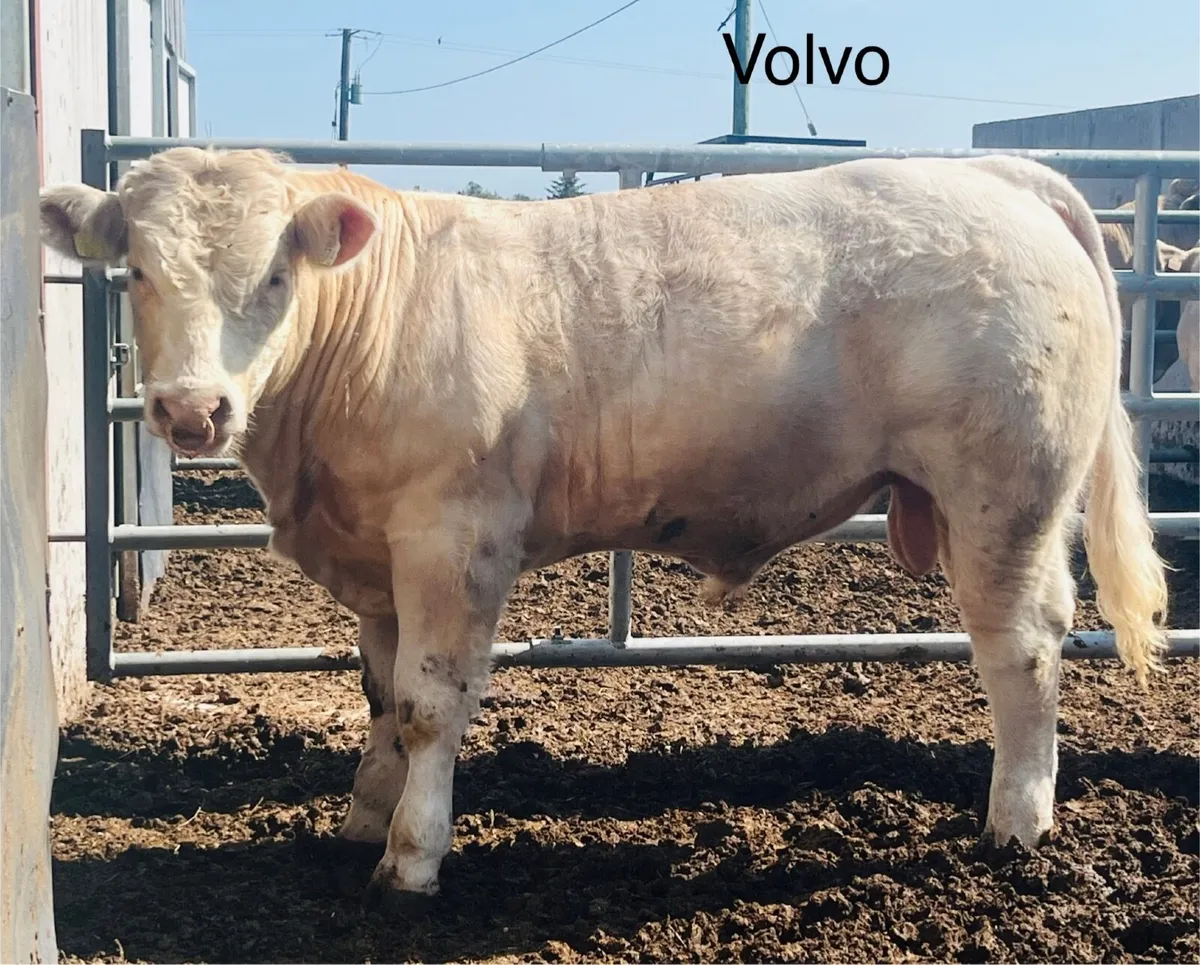 Pedigree Charolais Bull - 5 star - Image 2