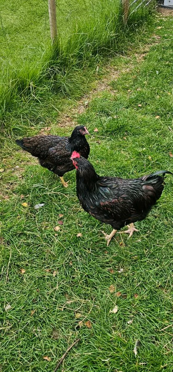 Isabella chicks.  Gold barnevelder. - Image 2