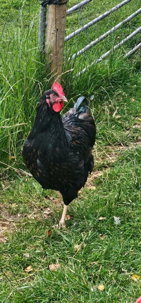 Isabella chicks.  Gold barnevelder. - Image 3