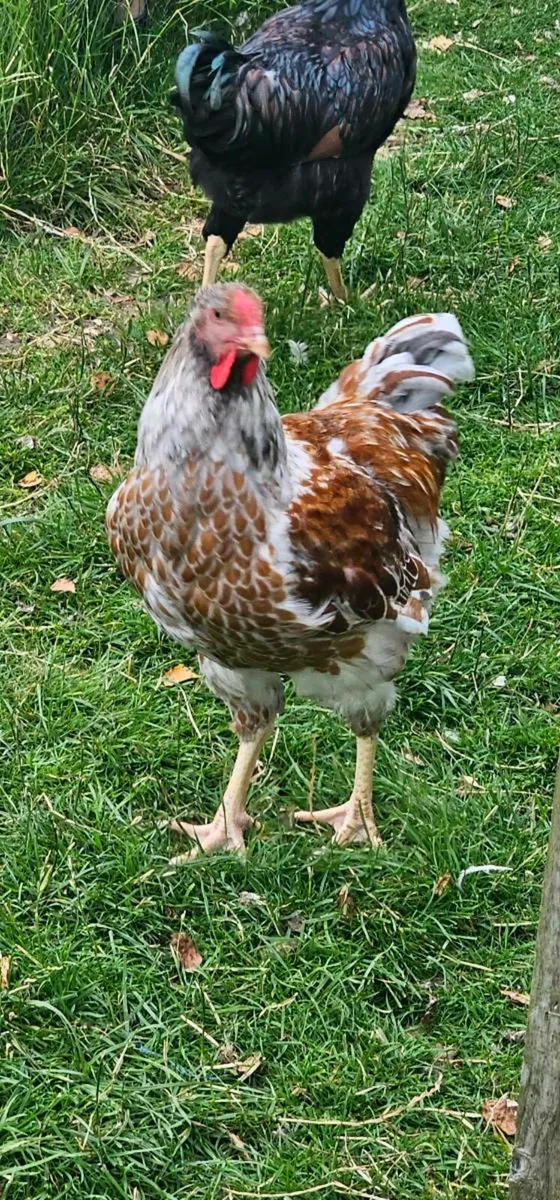 Isabella chicks.  Gold barnevelder. - Image 4