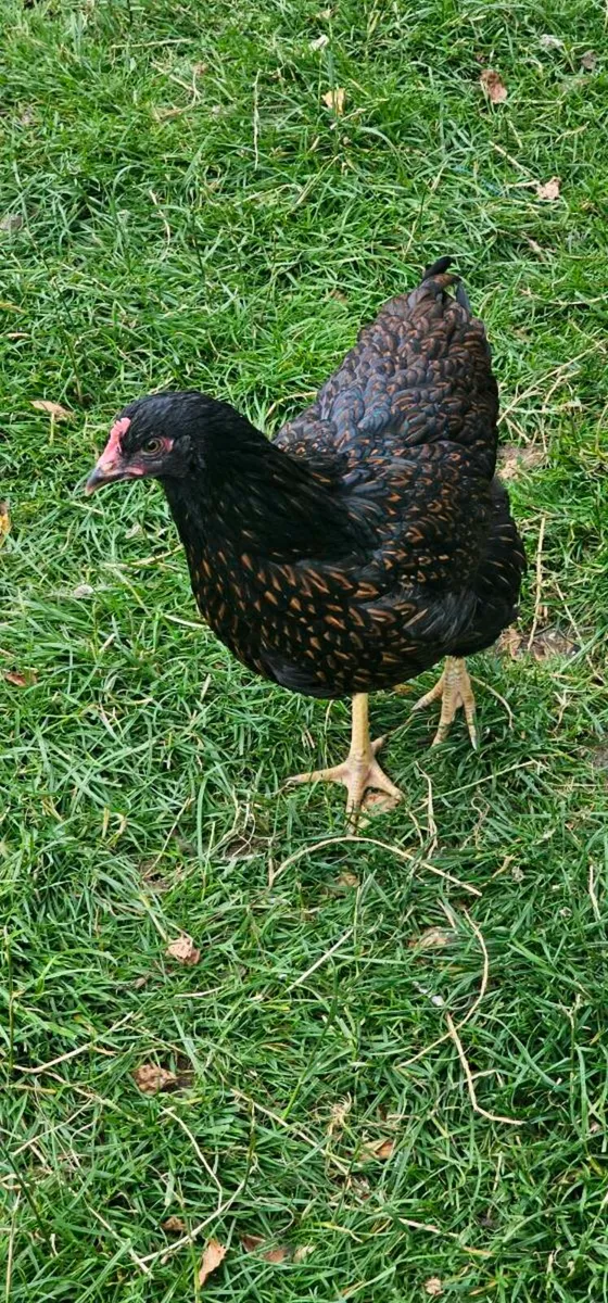 Gold lace barnevelder. Isabella brahma. - Image 1