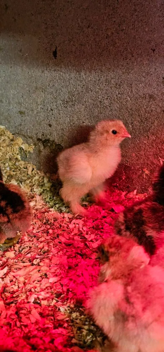 Isabella chicks.  Gold barnevelder. - Image 1