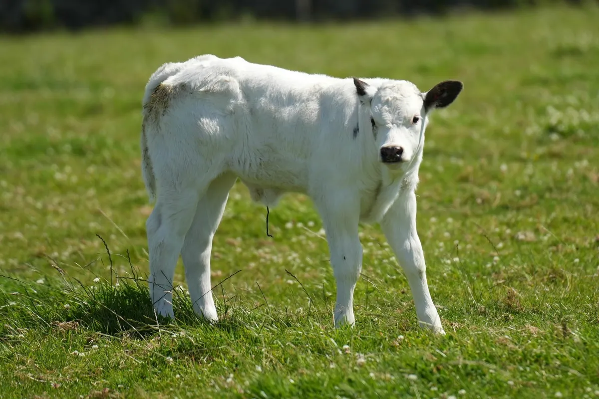 3 Super Outfits & Blue Calves - Image 2