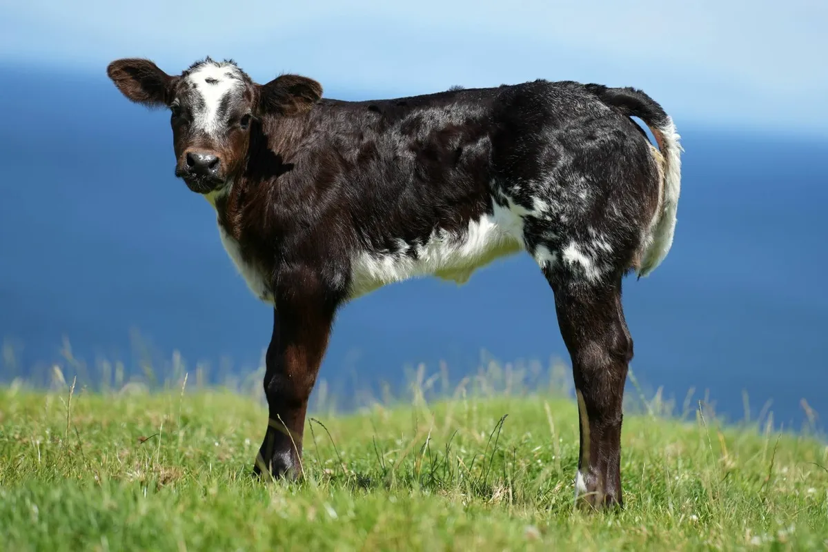 3 Super Outfits & Blue Calves - Image 4