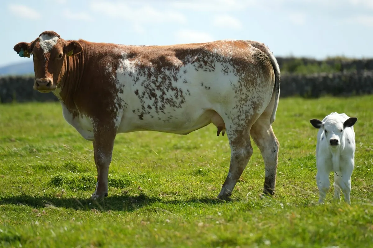 3 Super Outfits & Blue Calves - Image 1