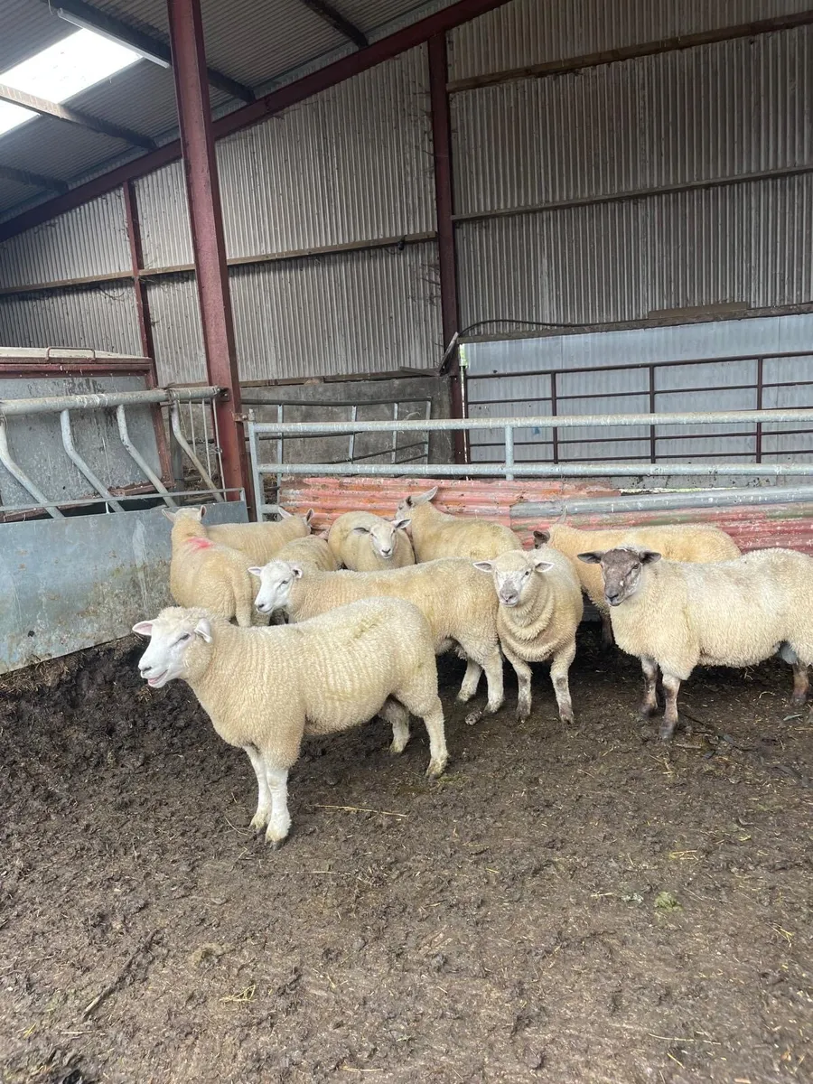 Organic butcher lambs - Image 1