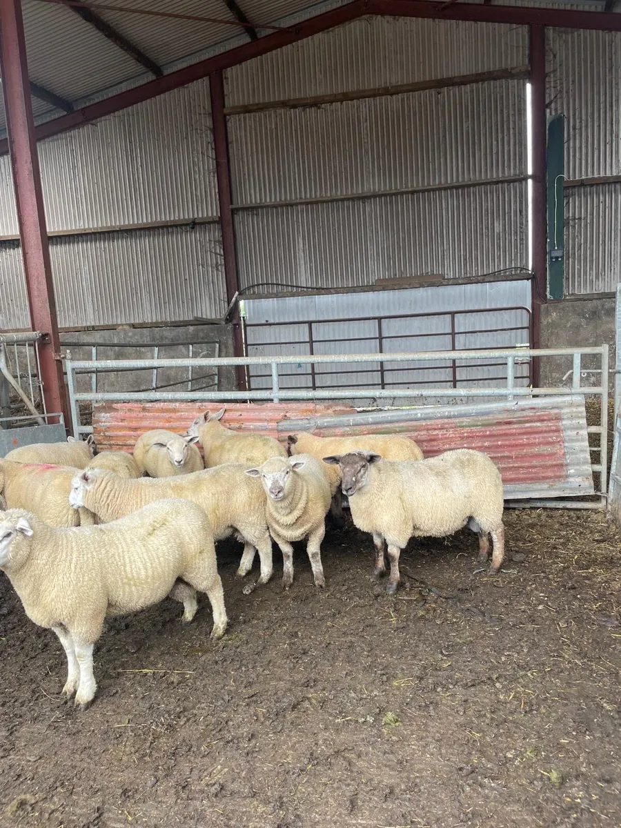 Organic butcher lambs - Image 2