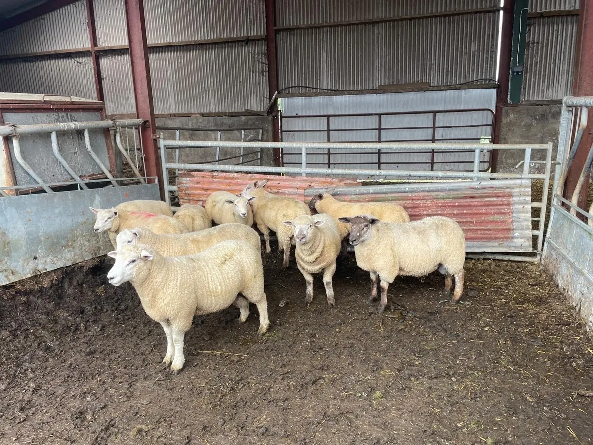 Organic butcher lambs - Image 3