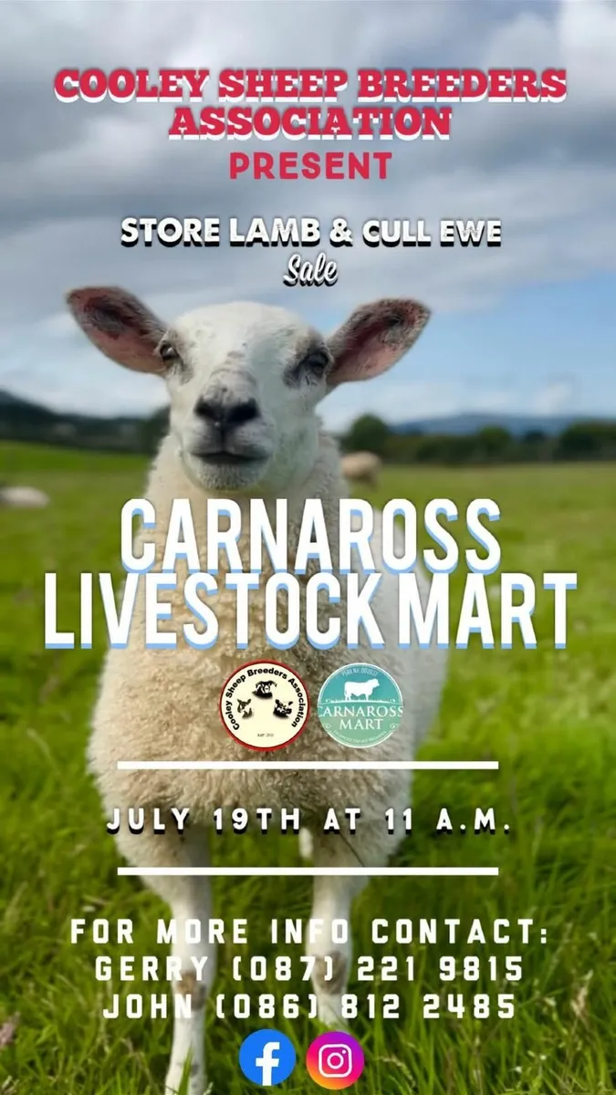 Store lamb sale, Saturday Morning, Carnaross Mart - Image 3