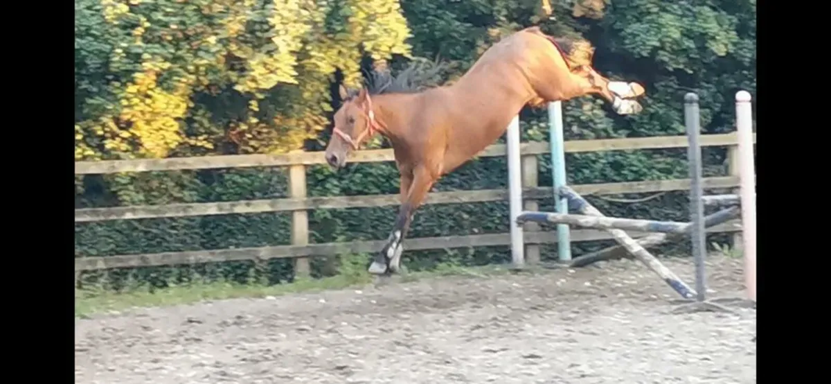 quality SJ mare in foal to VDL Zapatera - Image 2