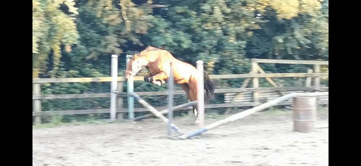 quality SJ mare in foal to VDL Zapatera - Image 3