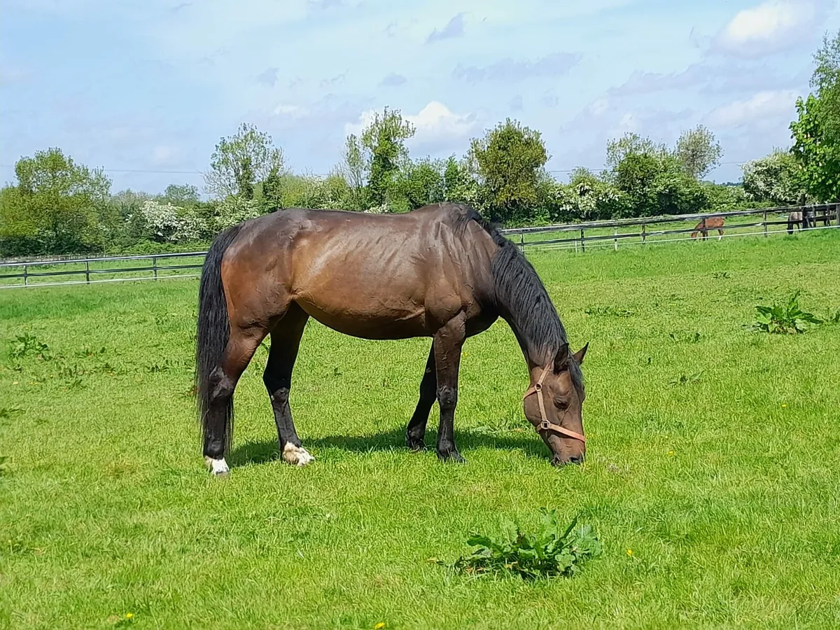 quality SJ mare in foal to VDL Zapatera - Image 4