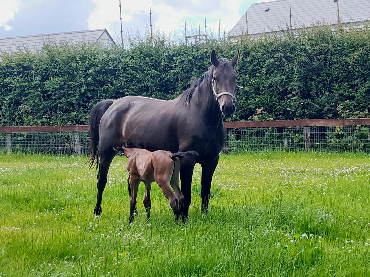 quality SJ mare in foal to VDL Zapatera - Image 1